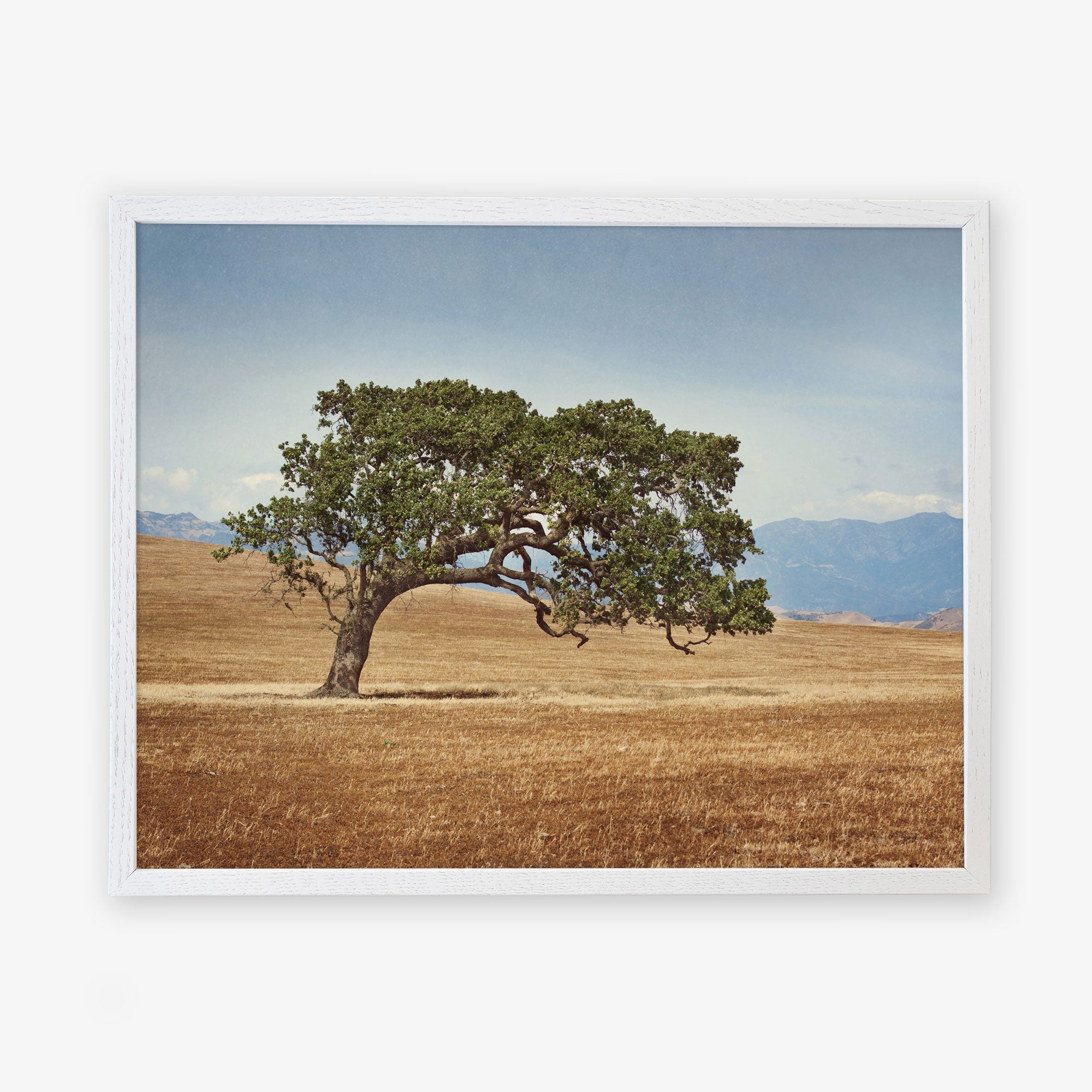 A large, solitary Offley Green California Oak Tree Print, &#39;Windswept&#39; with sprawling branches stands in a dry, golden grass field in the Santa Ynez Valley, set against a backdrop of distant blue mountains under a clear sky.