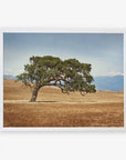 A large, solitary Offley Green California Oak Tree Print, 'Windswept' with sprawling branches stands in a dry, golden grass field in the Santa Ynez Valley, set against a backdrop of distant blue mountains under a clear sky.