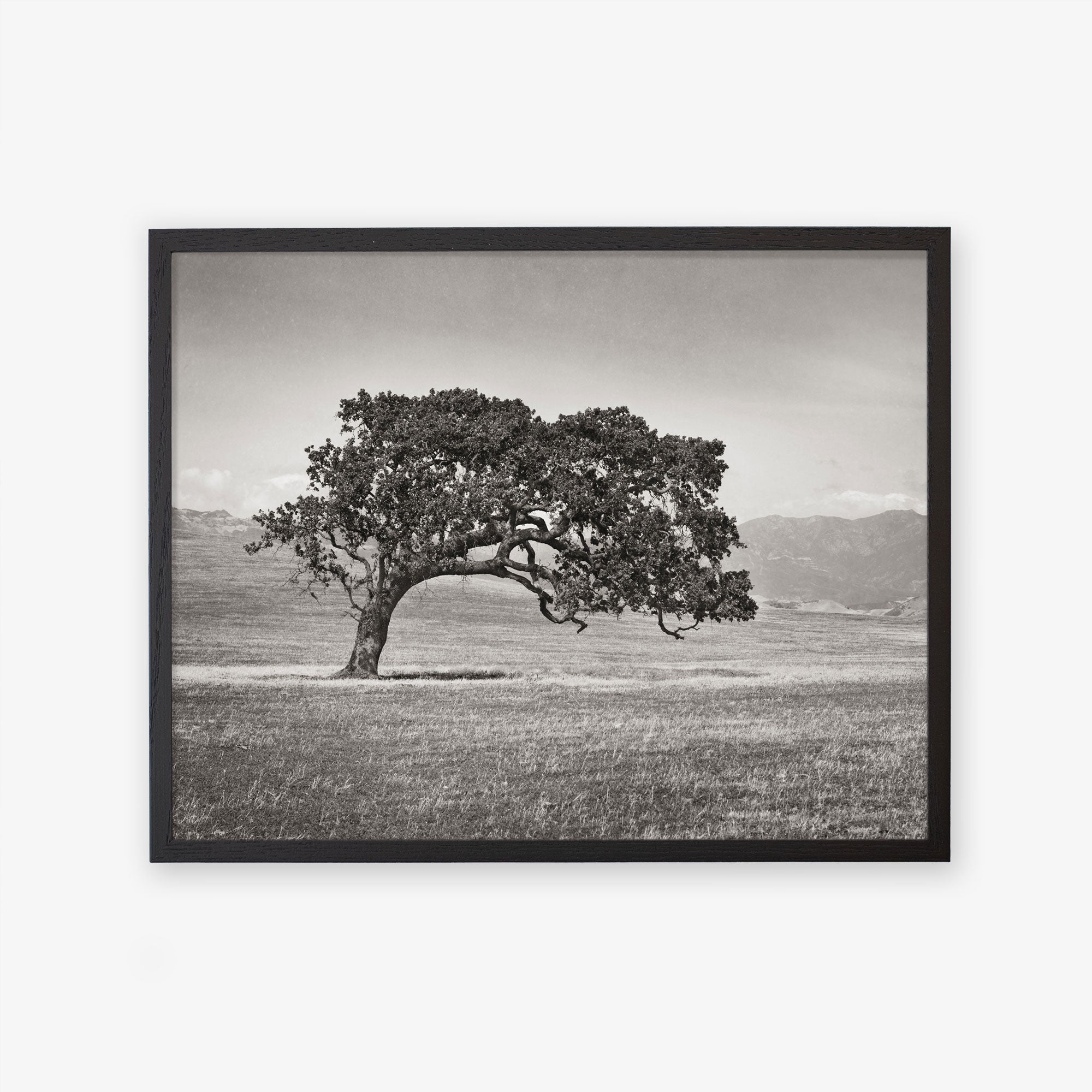A framed black and white photograph depicting a Californian Oak Tree Landscape, &#39;Windswept (Black and White)&#39; in a vast, open grassland with distant mountains under a clear sky by Offley Green.