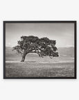 A framed black and white photograph depicting a Californian Oak Tree Landscape, 'Windswept (Black and White)' in a vast, open grassland with distant mountains under a clear sky by Offley Green.