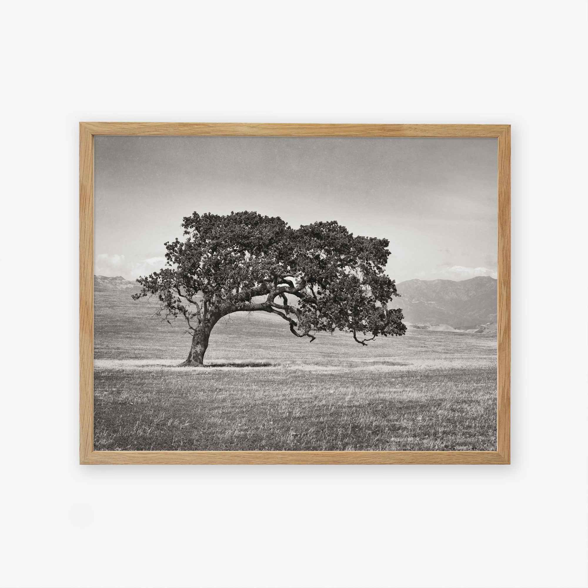 Framed black and white photograph of a Californian Oak Tree Landscape, &#39;Windswept (Black and White)&#39; by Offley Green, with sprawling branches in a grassy field, set against a backdrop of distant mountains.