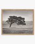 Framed black and white photograph of a Californian Oak Tree Landscape, 'Windswept (Black and White)' by Offley Green, with sprawling branches in a grassy field, set against a backdrop of distant mountains.