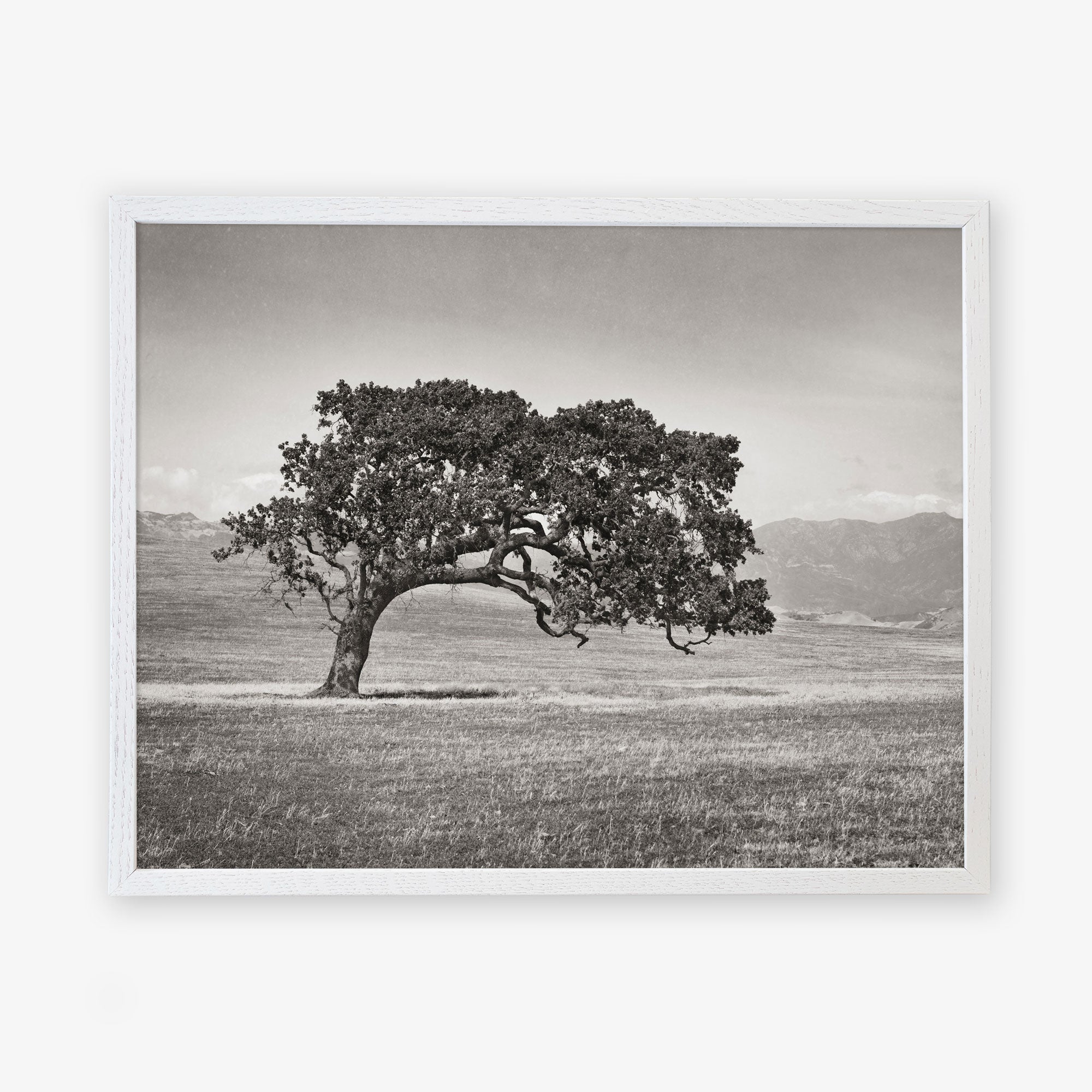 A solitary Offley Green Californian Oak Tree Landscape, &#39;Windswept (Black and White)&#39; in a grassy field with distant mountains under a clear sky.