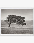 A solitary Offley Green Californian Oak Tree Landscape, 'Windswept (Black and White)' in a grassy field with distant mountains under a clear sky.