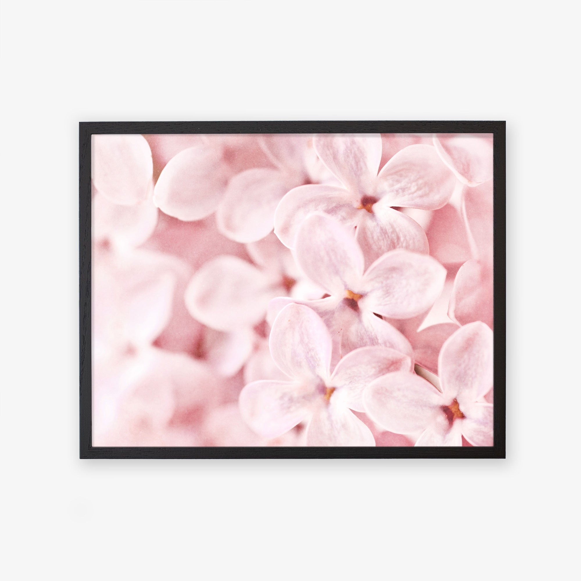 A framed photograph of delicate pink lilac blooms clustered tightly together, printed on archival photographic paper, displayed against a soft-focused background. 
Product Name: Pink Botanical Print, &#39;Bed of Lilacs&#39;
Brand Name: Offley Green