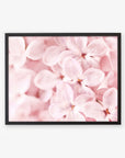A framed photograph of delicate pink lilac blooms clustered tightly together, printed on archival photographic paper, displayed against a soft-focused background. 
Product Name: Pink Botanical Print, 'Bed of Lilacs'
Brand Name: Offley Green