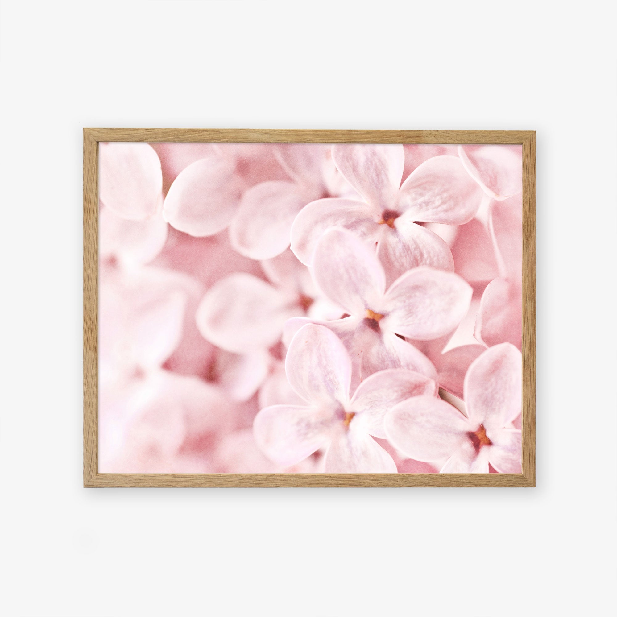 A framed photograph of the Pink Botanical Print, &#39;Bed of Lilacs&#39; by Offley Green, featuring delicate, pale pink lilac flowers closely grouped together and printed on archival photographic paper. The print is displayed against a light background in a simple wooden frame.