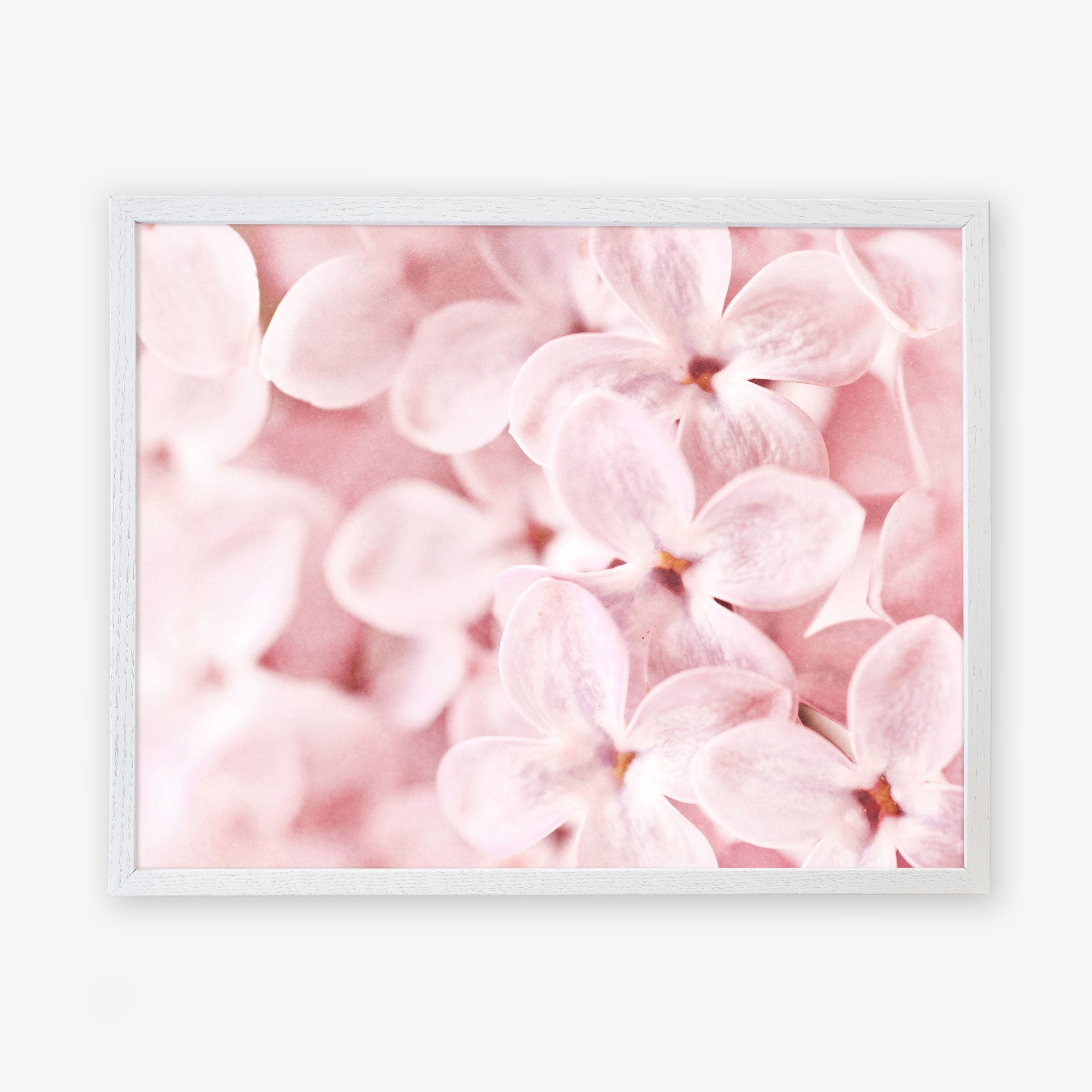 A framed photograph of delicate shabby pink lilac flowers, captured in close-up to highlight their soft petals and natural beauty - Pink Botanical Print, &#39;Bed of Lilacs&#39; by Offley Green.