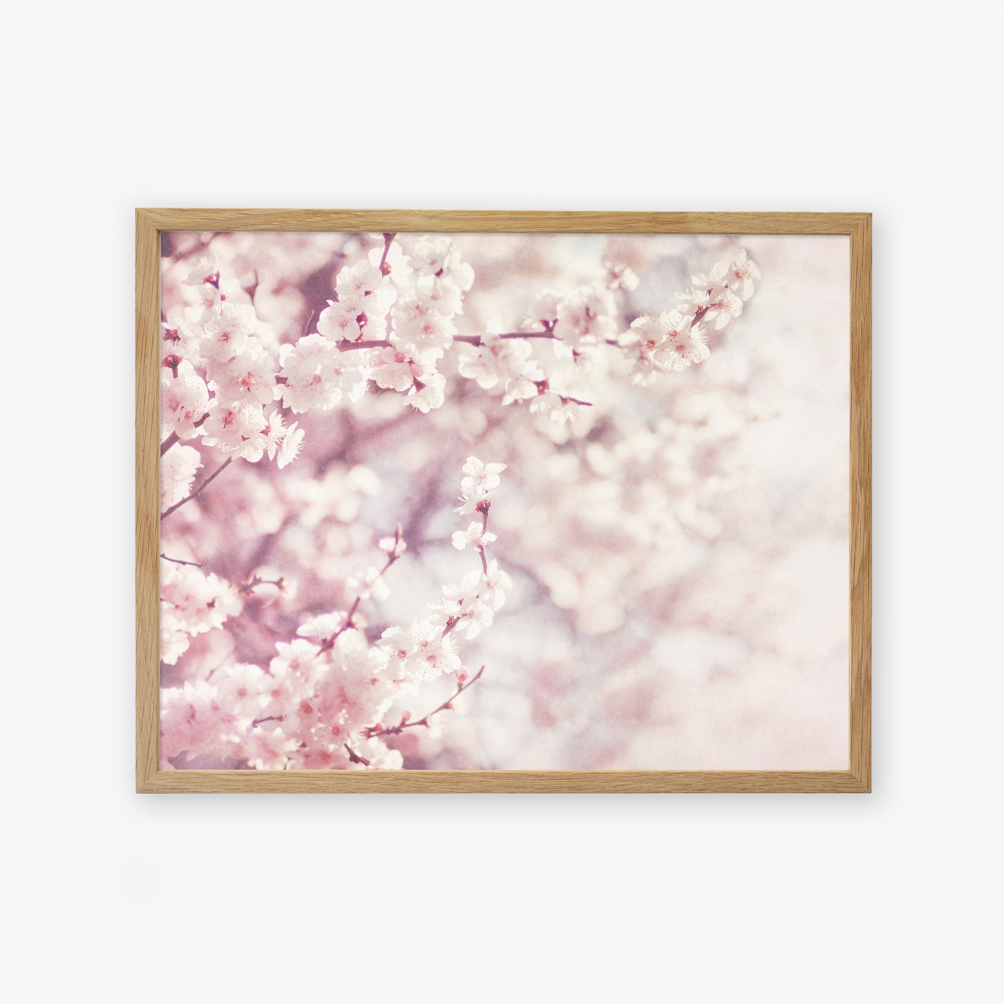 A framed wall art featuring the Pink Floral Print, &#39;Dreamy Blossom&#39; by Offley Green, with delicate shabby pink cherry blossoms in full bloom, with a soft-focus background, adding a serene and spring-like feel to the décor.