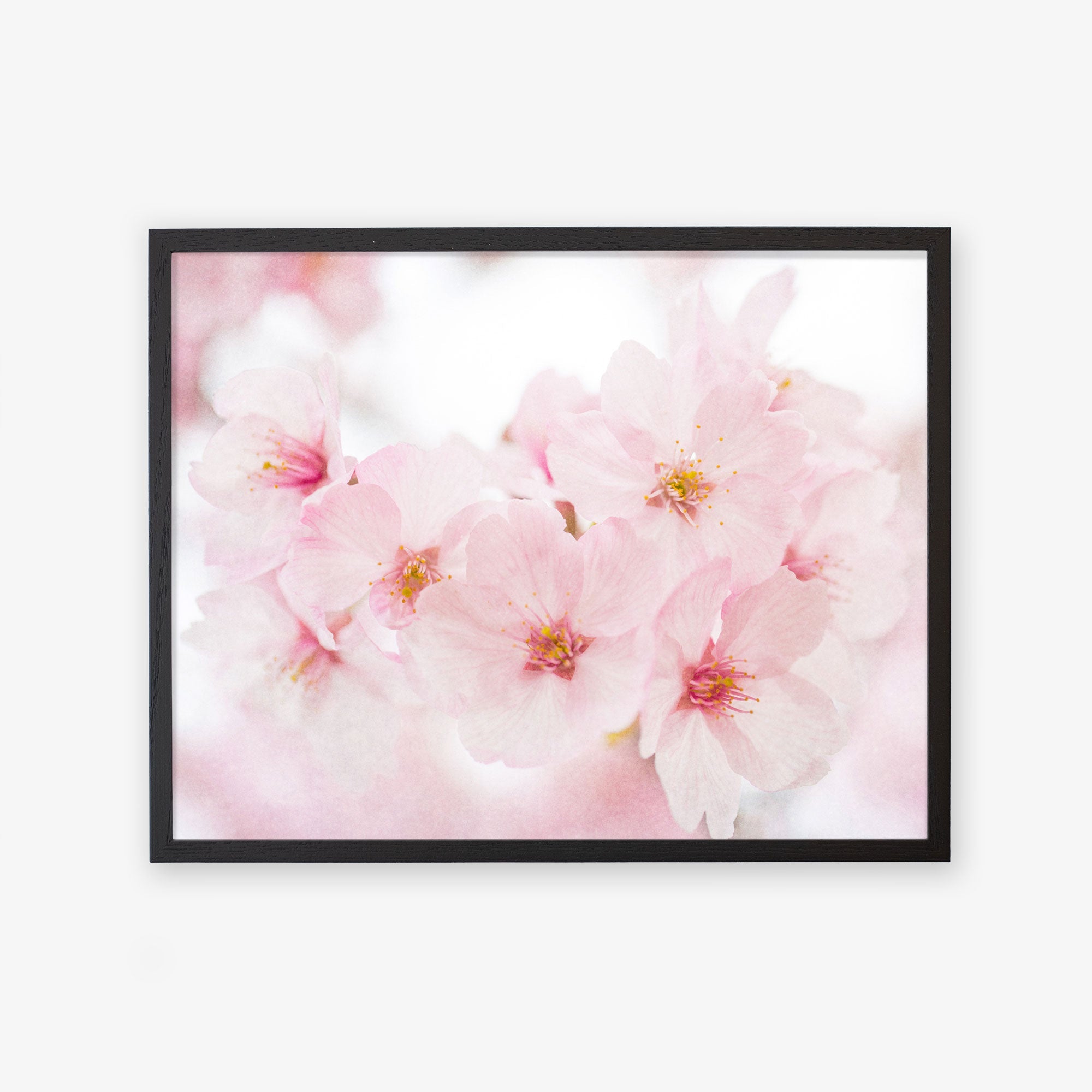 A framed photograph of delicate pink cherry blossoms printed on archival photographic paper, displaying subtle shades of pink and white petals with visible stamens against a soft-focus background by Offley Green.