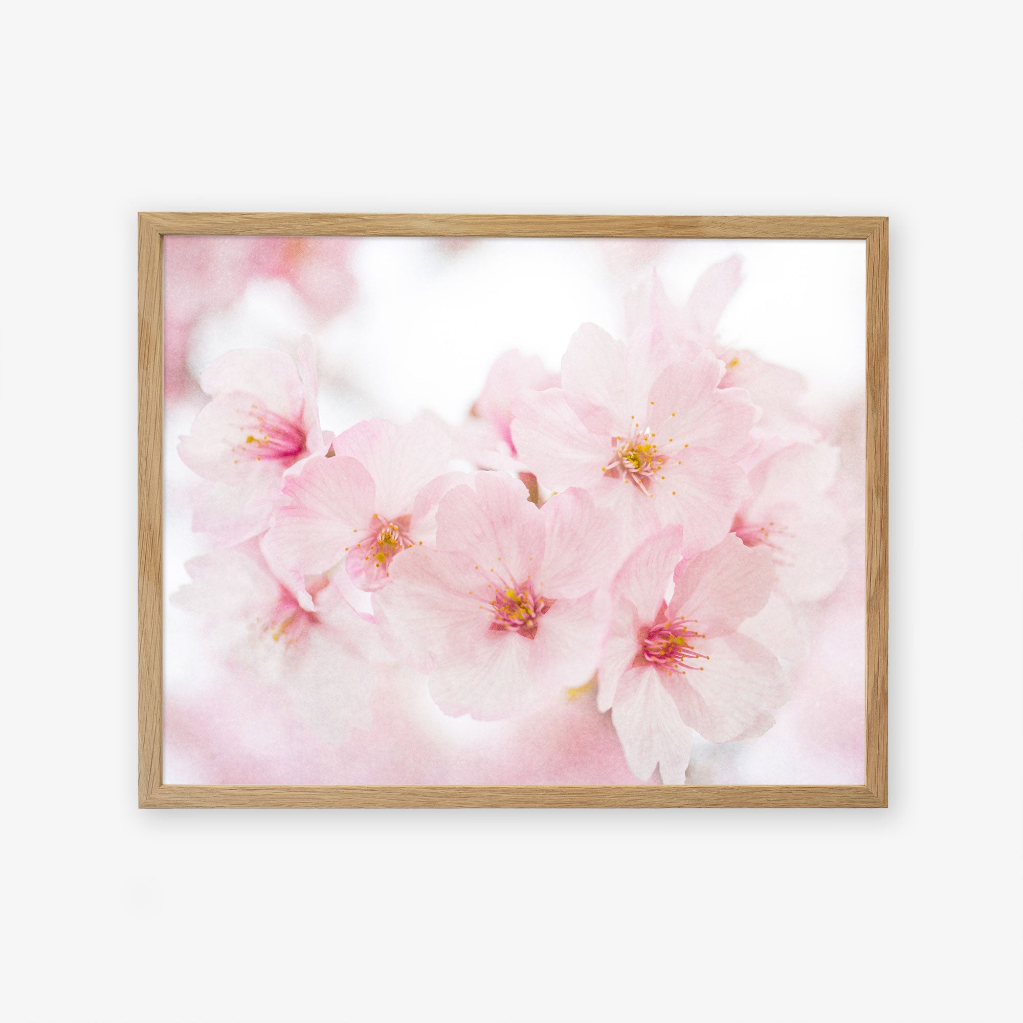 A framed photograph of Pink Flower Print, &#39;Cherry Blossom&#39; by Offley Green, showcasing delicate petals and yellow stamens, printed on archival photographic paper and displayed within a light wooden frame.