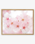 A framed photograph of Pink Flower Print, 'Cherry Blossom' by Offley Green, showcasing delicate petals and yellow stamens, printed on archival photographic paper and displayed within a light wooden frame.