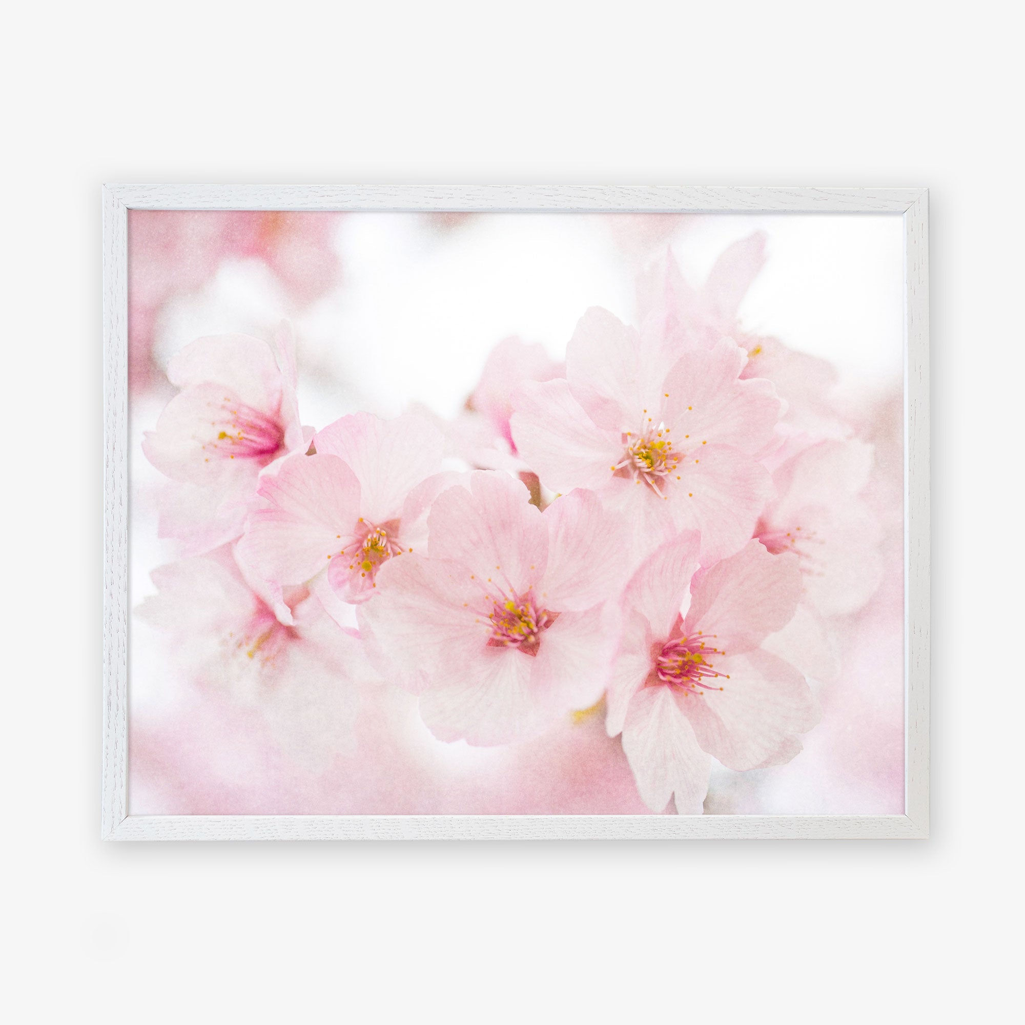 A Pink Flower Print, &#39;Cherry Blossom&#39; framed art print by Offley Green featuring soft pink cherry blossoms with a delicate, dreamy pink background, reproduced on archival photographic paper and displayed in a simple white frame.