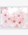 A Pink Flower Print, 'Cherry Blossom' framed art print by Offley Green featuring soft pink cherry blossoms with a delicate, dreamy pink background, reproduced on archival photographic paper and displayed in a simple white frame.