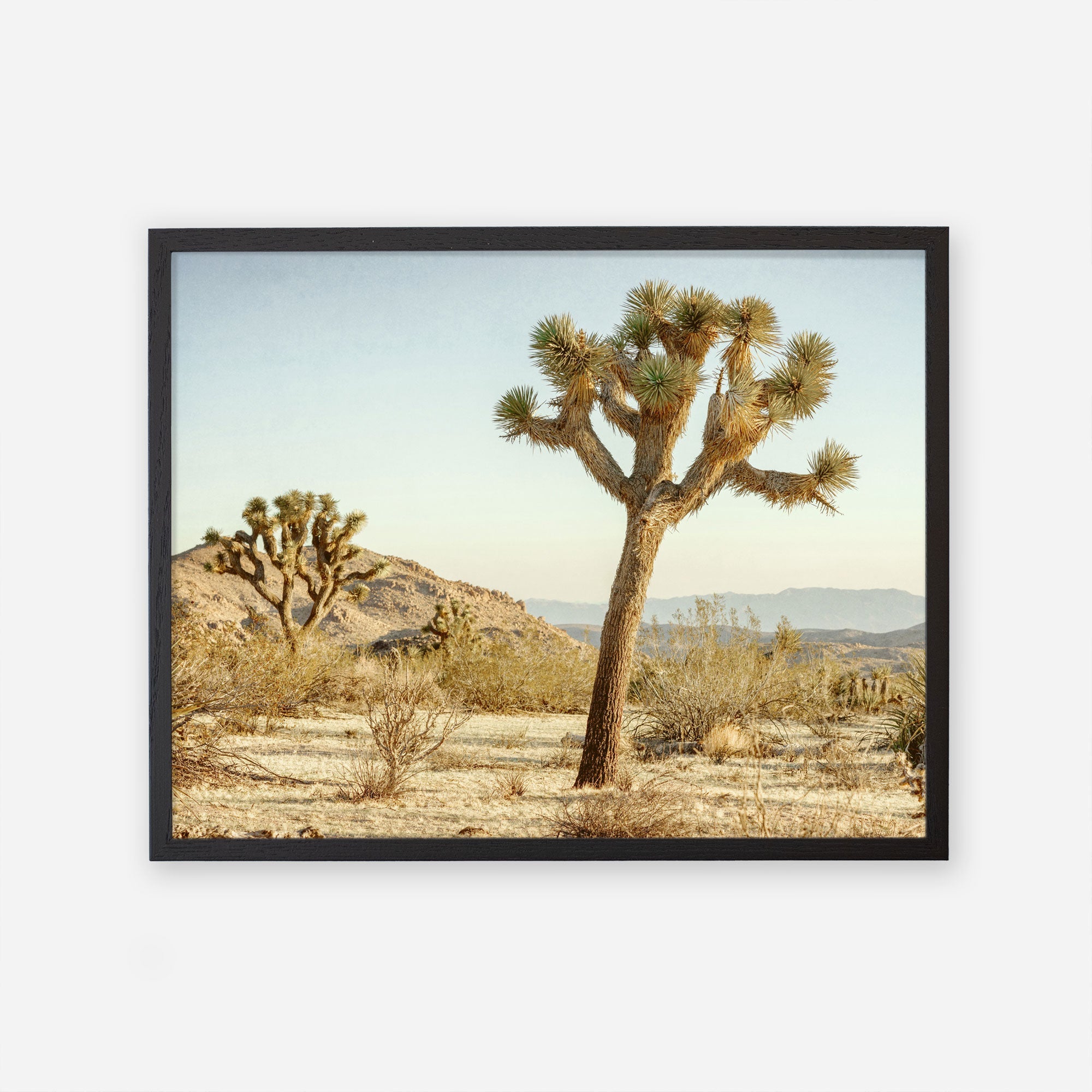 A framed photograph of a Joshua Tree Print titled &#39;Mighty Joshua&#39; standing prominently in Joshua Tree National Park, with sparse vegetation and distant mountains under a clear sky by Offley Green.