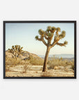 A framed photograph of a Joshua Tree Print titled 'Mighty Joshua' standing prominently in Joshua Tree National Park, with sparse vegetation and distant mountains under a clear sky by Offley Green.