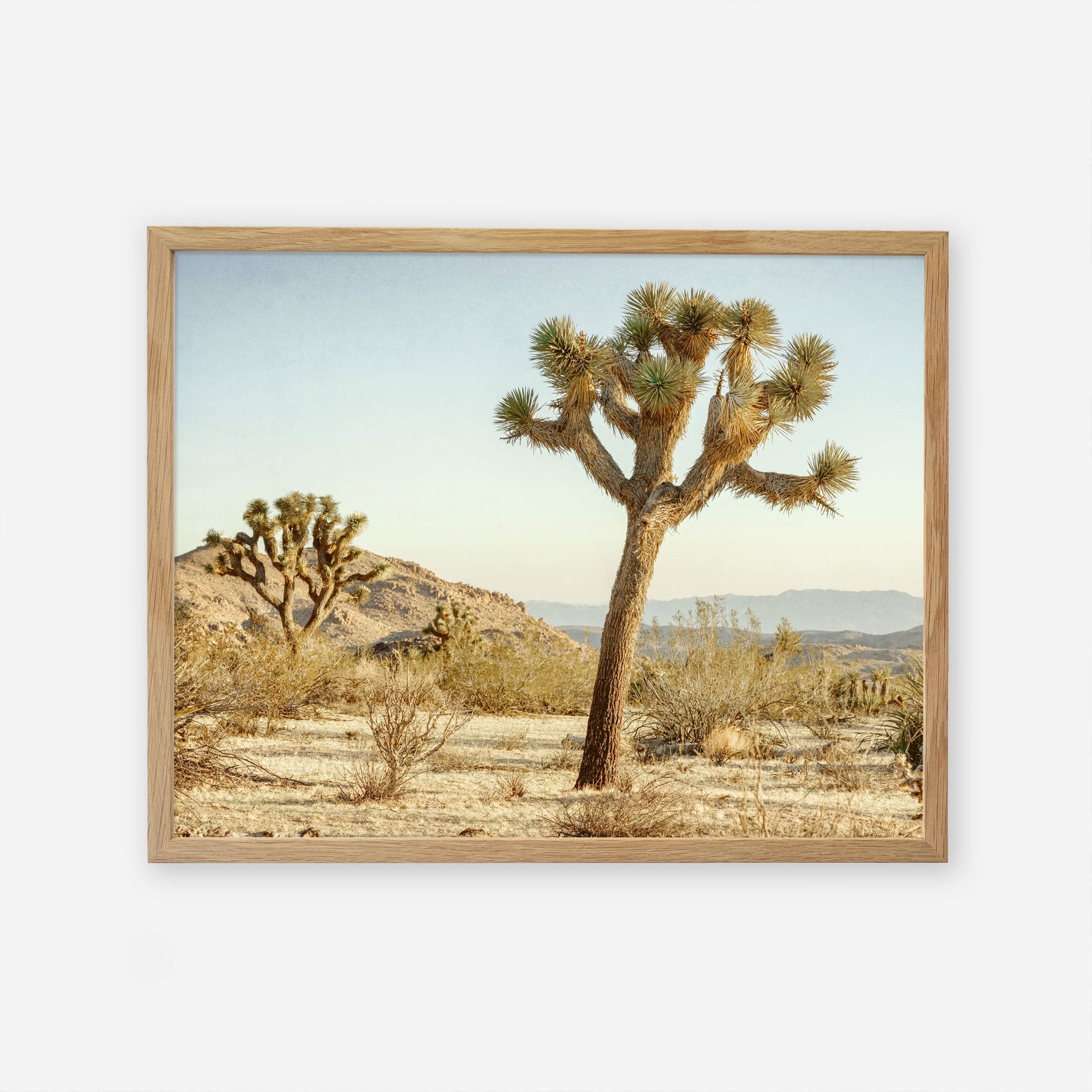 An unframed Mighty Joshua print depicting a sunlit scene in Joshua Tree National Park with several joshua trees, dry grass, and distant hills under a clear sky by Offley Green.
