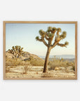 An unframed Mighty Joshua print depicting a sunlit scene in Joshua Tree National Park with several joshua trees, dry grass, and distant hills under a clear sky by Offley Green.