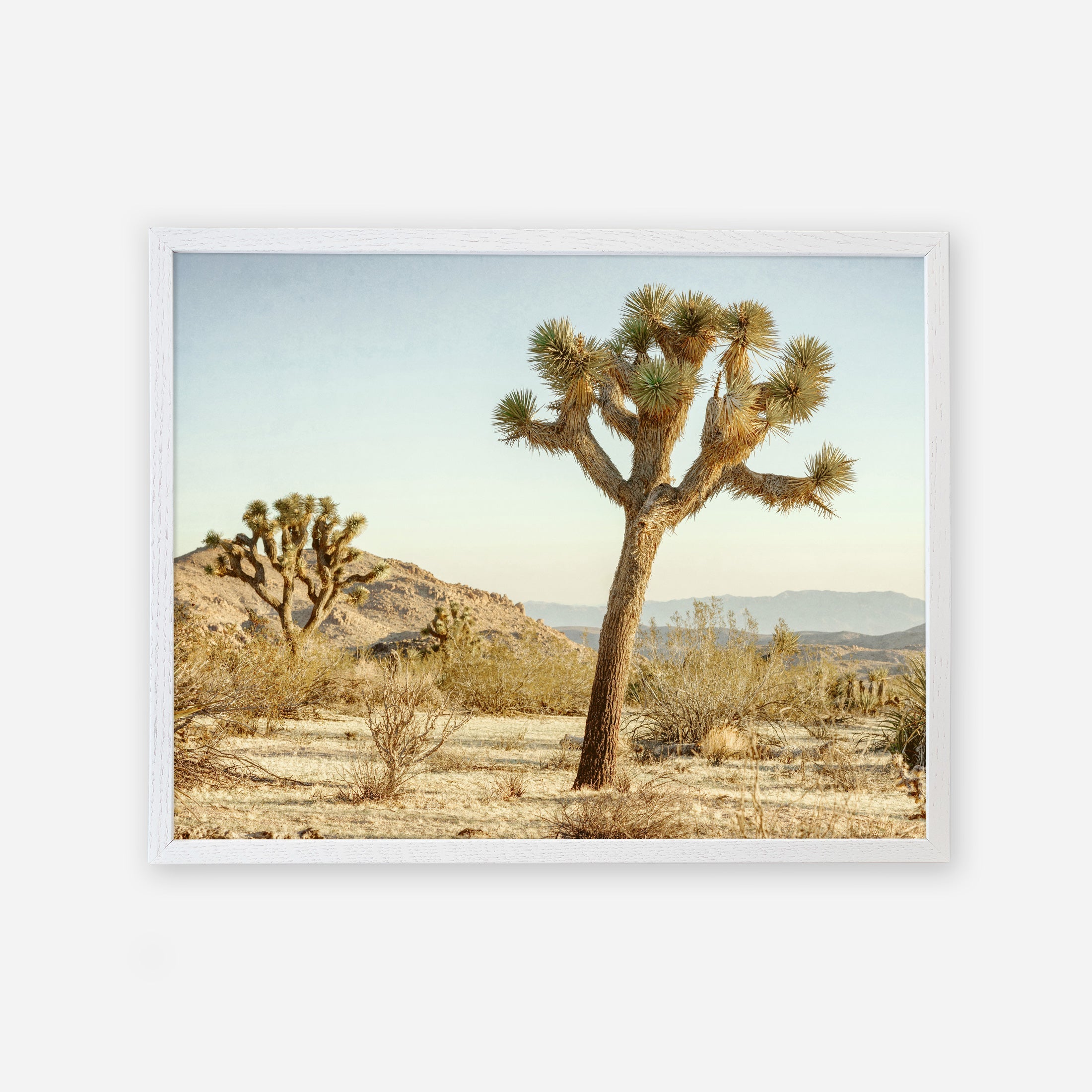 An unframed photograph of a Joshua Tree Print, &#39;Mighty Joshua&#39; in a desert landscape under a clear sky, with distant hills in the background and sparse vegetation on the ground by Offley Green.