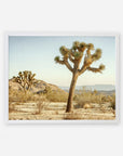 An unframed photograph of a Joshua Tree Print, 'Mighty Joshua' in a desert landscape under a clear sky, with distant hills in the background and sparse vegetation on the ground by Offley Green.