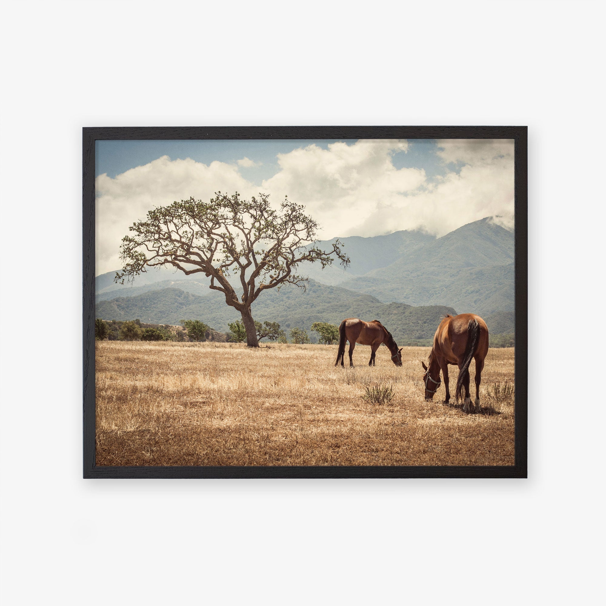Framed photograph of Rustic Print of Horses in a Field, &#39;Santa Ynez Horses&#39; by Offley Green with mountains in the background.