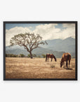 Framed photograph of Rustic Print of Horses in a Field, 'Santa Ynez Horses' by Offley Green with mountains in the background.