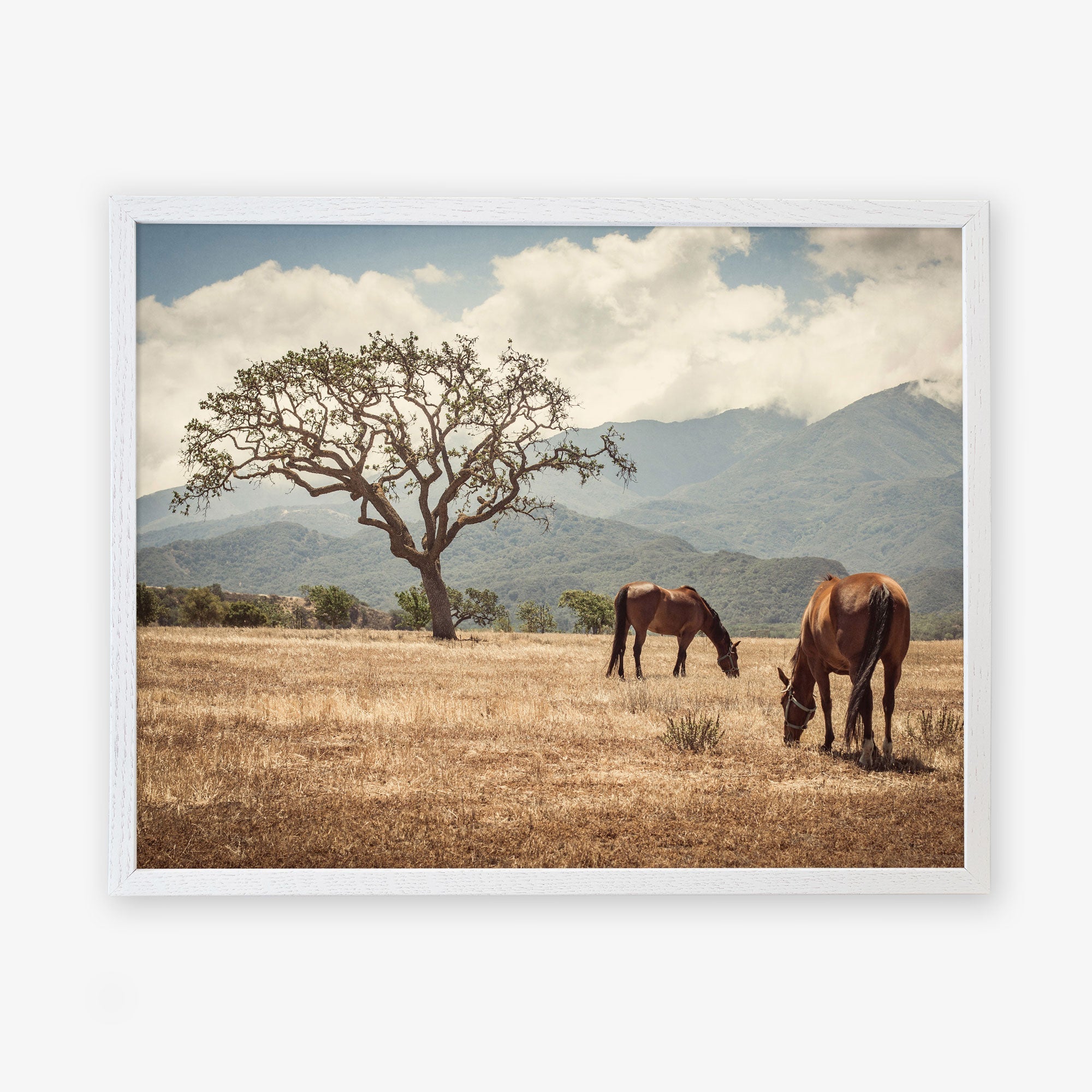Two Rustic Prints of &#39;Santa Ynez Horses&#39; grazing peacefully under a large tree in the Santa Ynez Valley, with mountains partially covered by clouds in the background, by Offley Green.