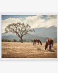 Two Rustic Prints of 'Santa Ynez Horses' grazing peacefully under a large tree in the Santa Ynez Valley, with mountains partially covered by clouds in the background, by Offley Green.