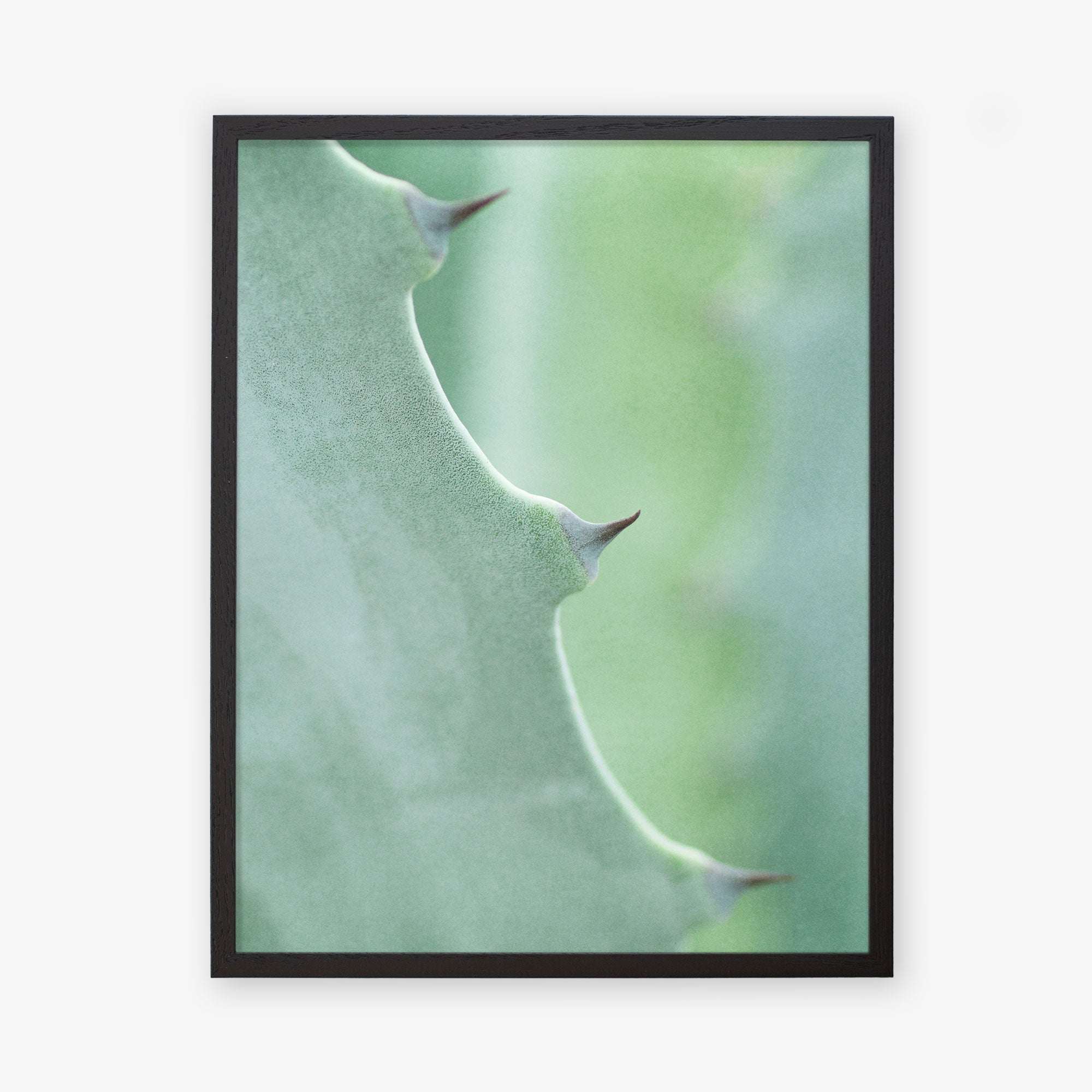 A close-up photograph of an Offley Green &#39;Aloe Vera Spikes II&#39; green botanical print, with sharp thorns along its edge, framed with a simple black border, against a softly blurred background.