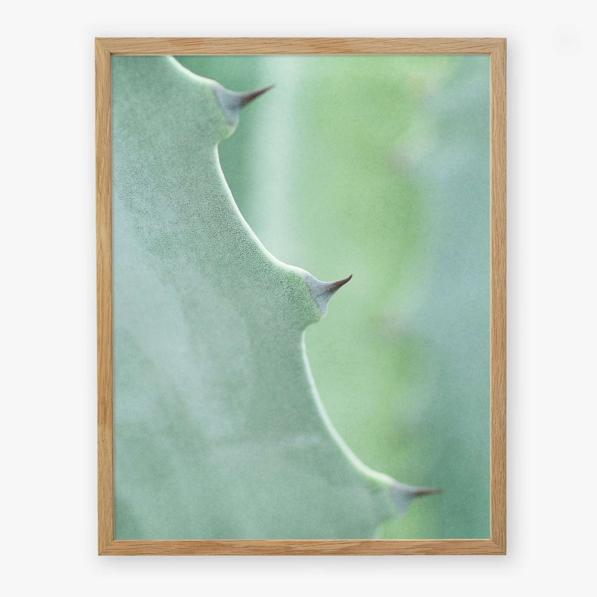 Close-up photograph of a &#39;Green Botanical Print, &#39;Aloe Vera Spikes II&#39; leaf with thorns, printed on archival photographic paper, highlighting the texture and natural gradients of the plant. Brand: Offley Green