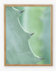 Close-up photograph of a 'Green Botanical Print, 'Aloe Vera Spikes II' leaf with thorns, printed on archival photographic paper, highlighting the texture and natural gradients of the plant. Brand: Offley Green