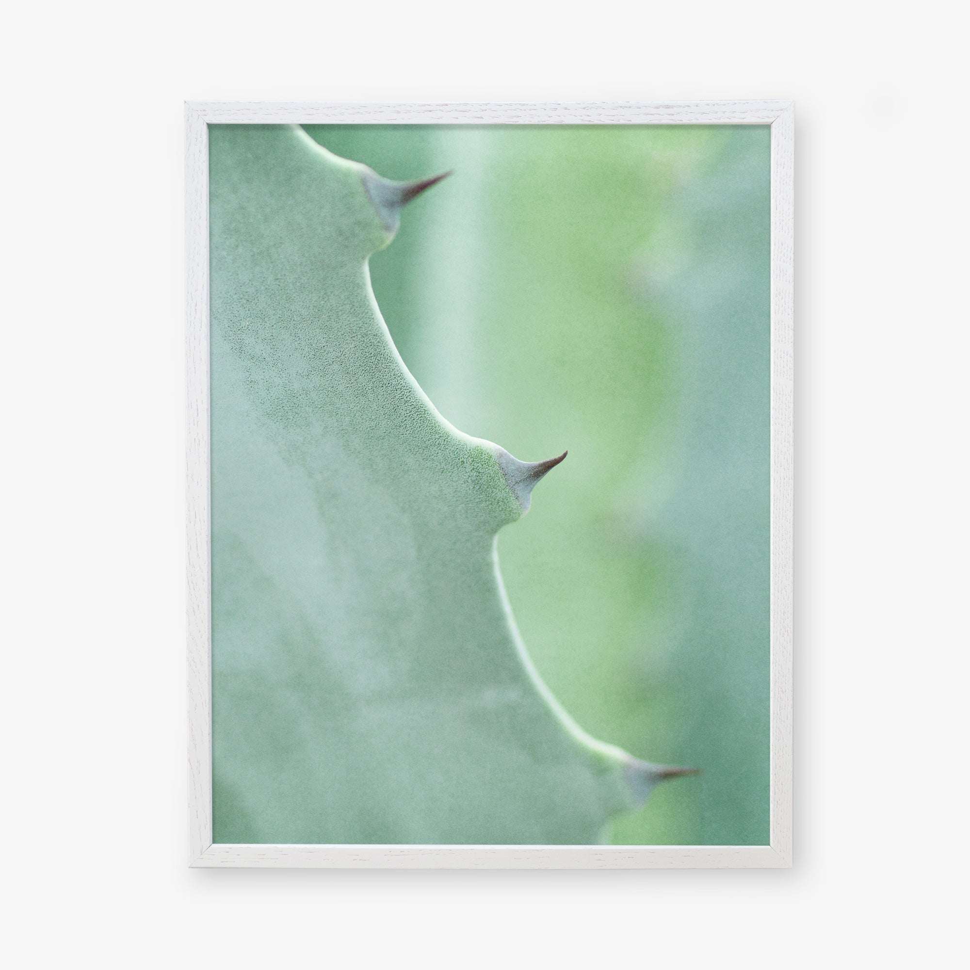 Close-up of a green Offley Green botanical print, &#39;Aloe Vera Spikes II&#39; leaf with sharp thorns, framed against a softly blurred green background, emphasizing the texture and natural curves of the leaf.