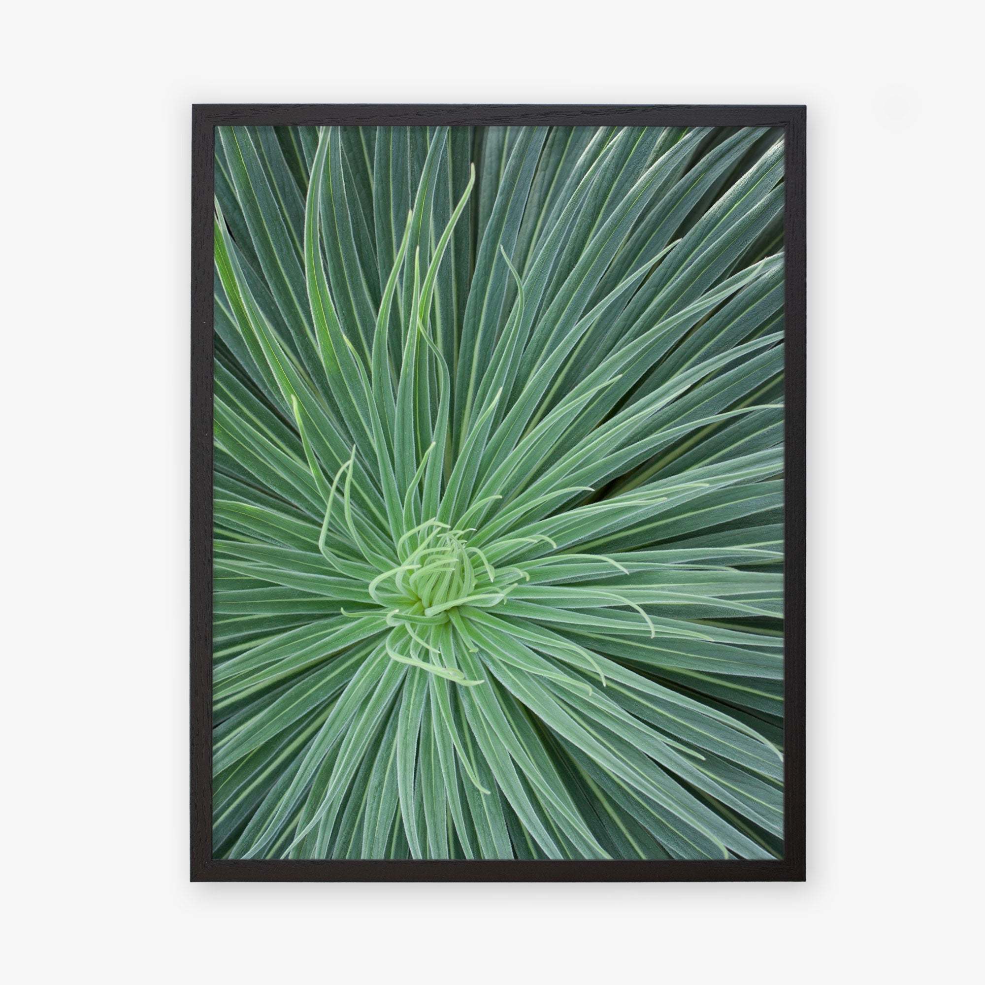 A close-up framed photo of a Green Botanical Wall Art &#39;Desert Fireworks II&#39; agave plant, printed on archival photographic paper, showing detailed needle-like leaves radiating symmetrically from the center by Offley Green.