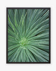 A close-up framed photo of a Green Botanical Wall Art 'Desert Fireworks II' agave plant, printed on archival photographic paper, showing detailed needle-like leaves radiating symmetrically from the center by Offley Green.