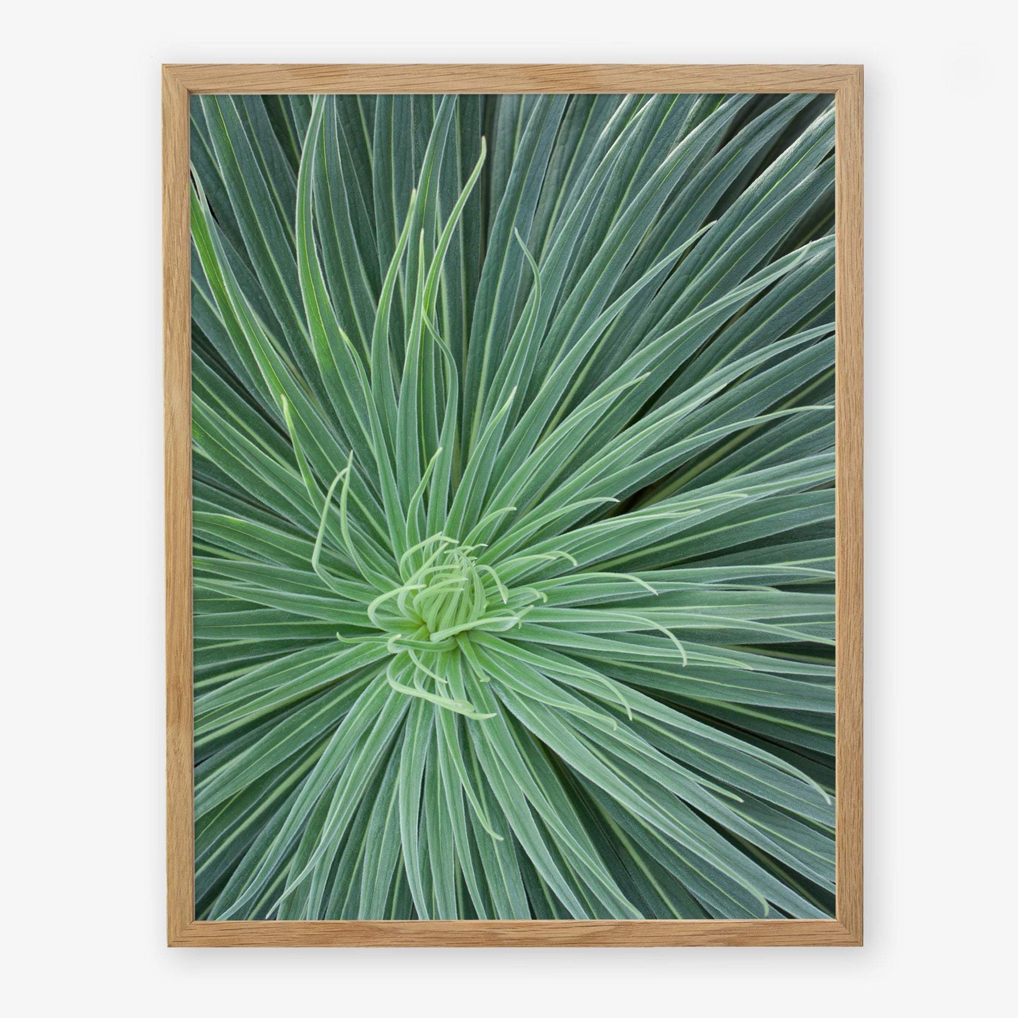A framed photograph of a close-up view of a Green Botanical Wall Art &#39;Desert Fireworks II&#39; yucca plant, highlighting its radial arrangement of sharp, elongated leaves, printed on archival photographic paper by Offley Green.