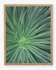 A framed photograph of a close-up view of a Green Botanical Wall Art 'Desert Fireworks II' yucca plant, highlighting its radial arrangement of sharp, elongated leaves, printed on archival photographic paper by Offley Green.
