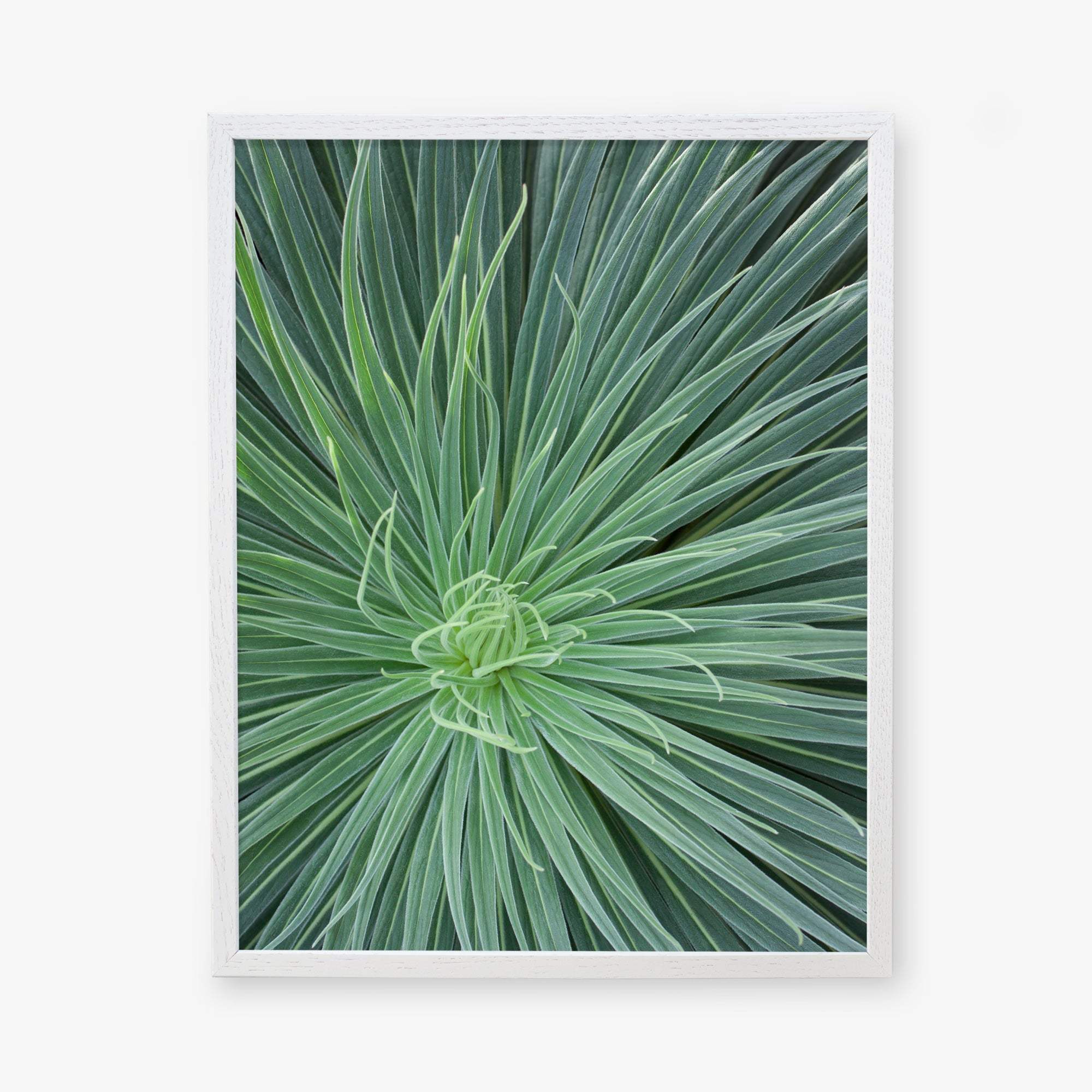 Top view of a green spiky desert plant with thin long leaves radiating from the center, framed against a white background. It looks like the Green Botanical Wall Art &#39;Desert Fireworks II&#39; from Offley Green.
