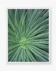 Top view of a green spiky desert plant with thin long leaves radiating from the center, framed against a white background. It looks like the Green Botanical Wall Art 'Desert Fireworks II' from Offley Green.