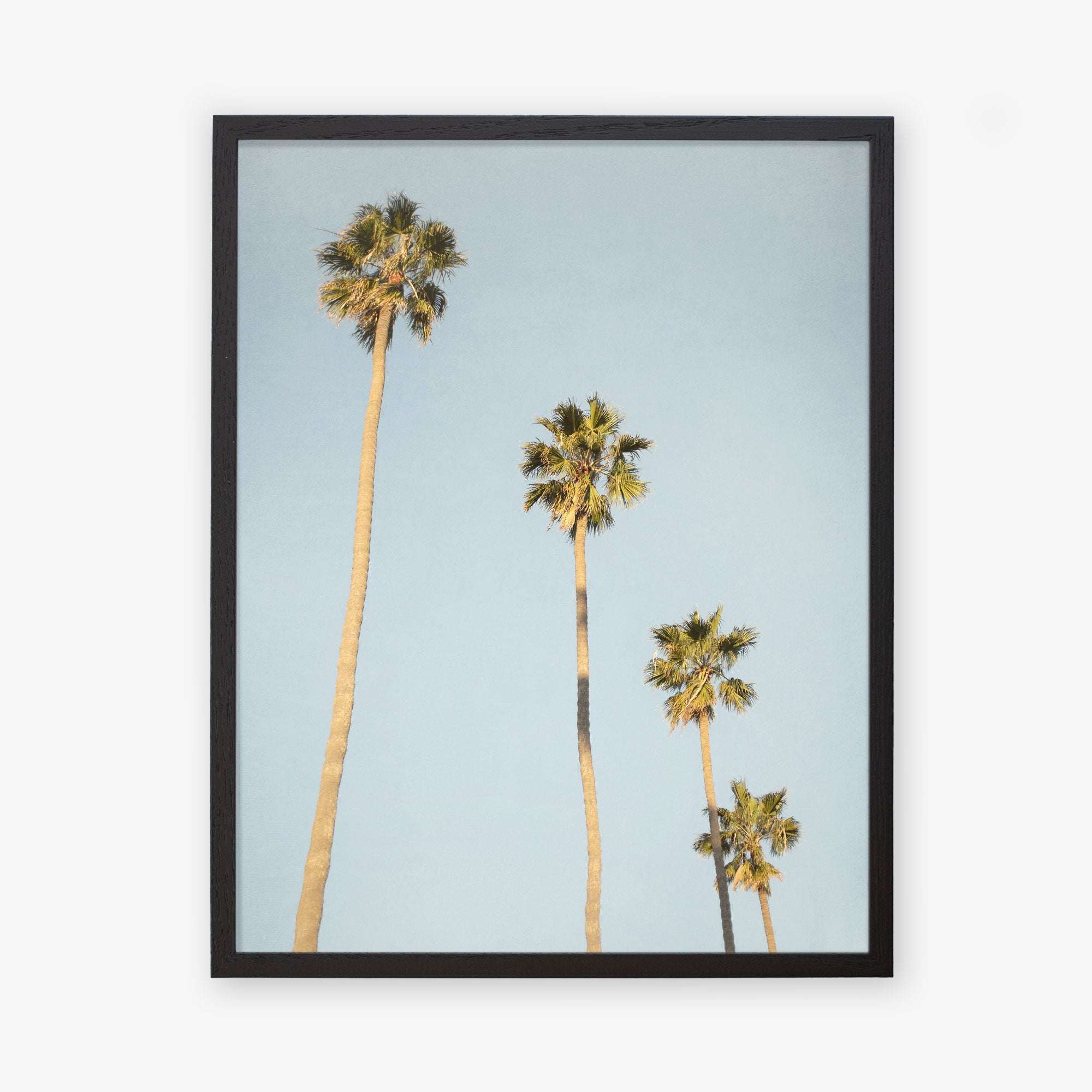 Framed photo depicting five tall palm trees against a clear California sky, artistically arranged with varying heights and lush green tops - Offley Green&#39;s Los Angeles Palm Tree Photographic Print &#39;Palm Stairs to Heaven&#39;