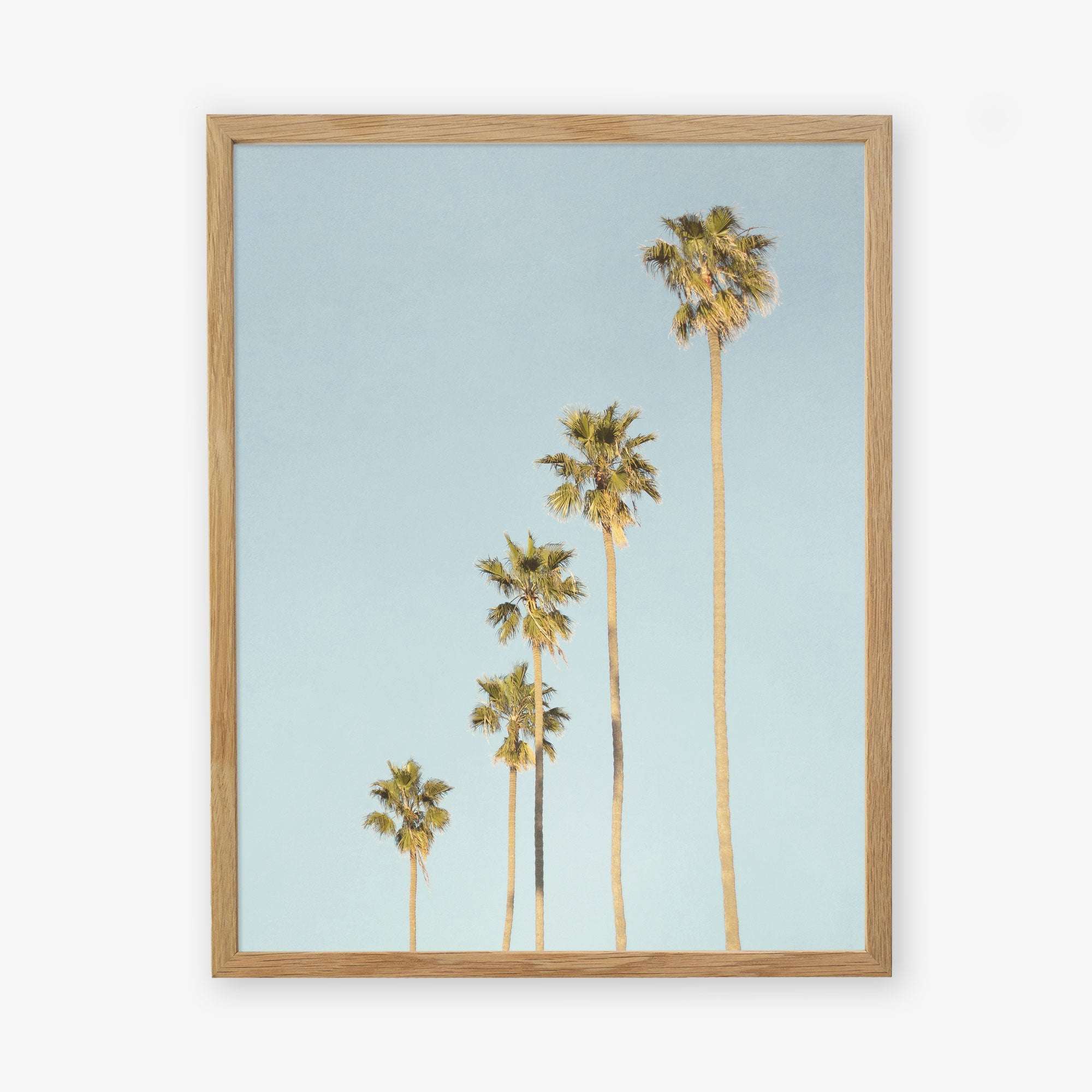 A framed picture of tall palm trees against a pale blue background. The wooden frame is simple and light-colored, enhancing the serene Offley Green &#39;Palm Tree Steps&#39; photographic print scene.
