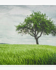 Rustic Countryside Print, 'Tree in a Field'