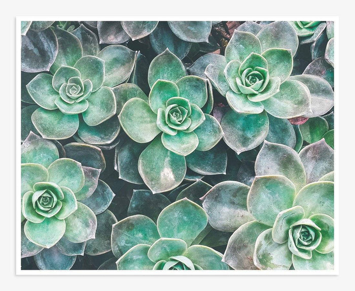 Fresh Green Succulent Print, 'Bed of Succulents'