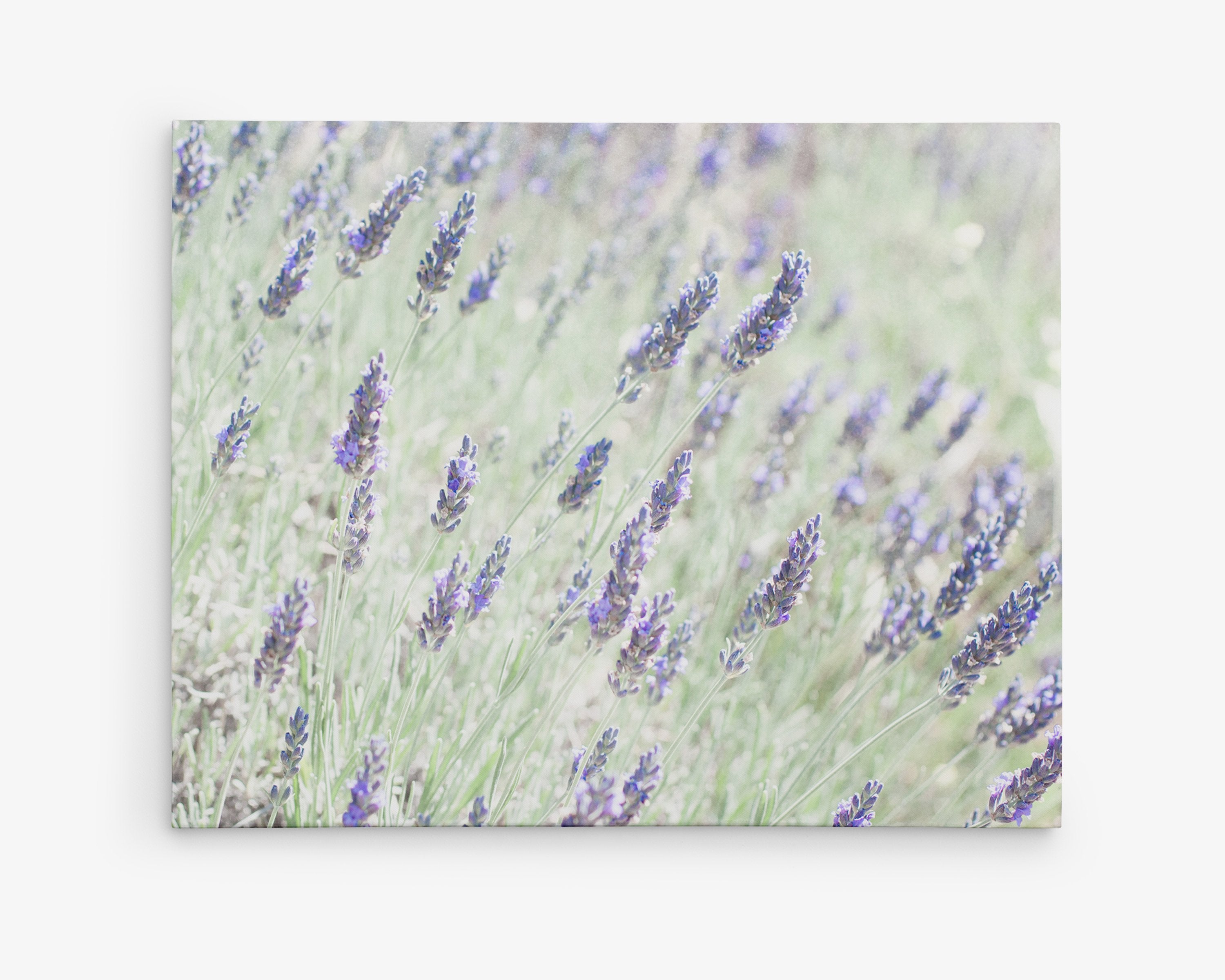 Lavender Wall Art Botanical Canvas Print
