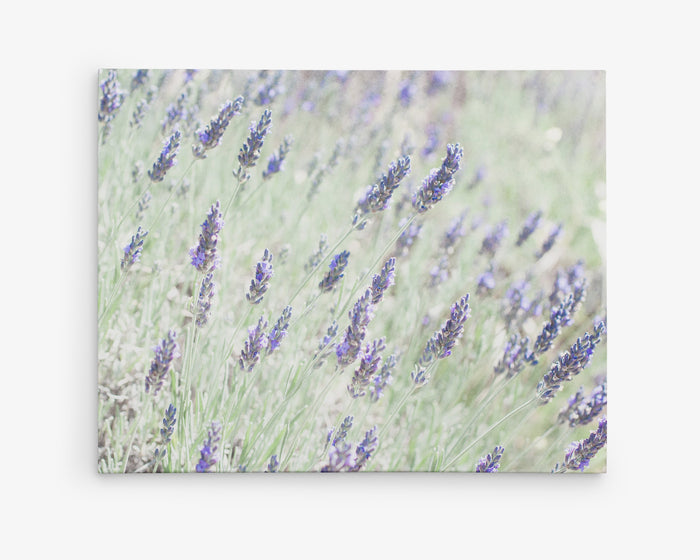Floral Purple Canvas Wall Art, 'Lavender for LaLa'