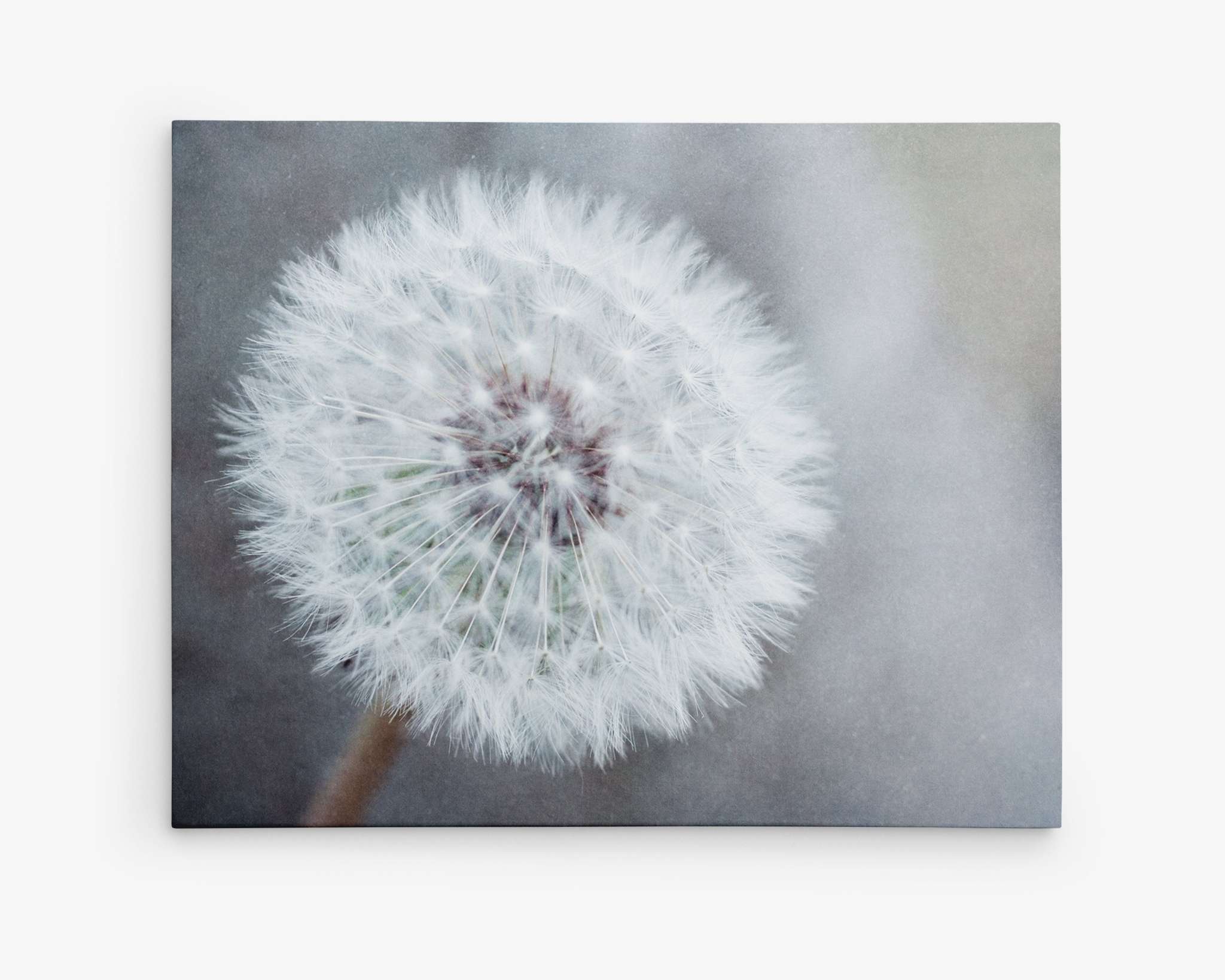 Botanical canvas print of a dandelion