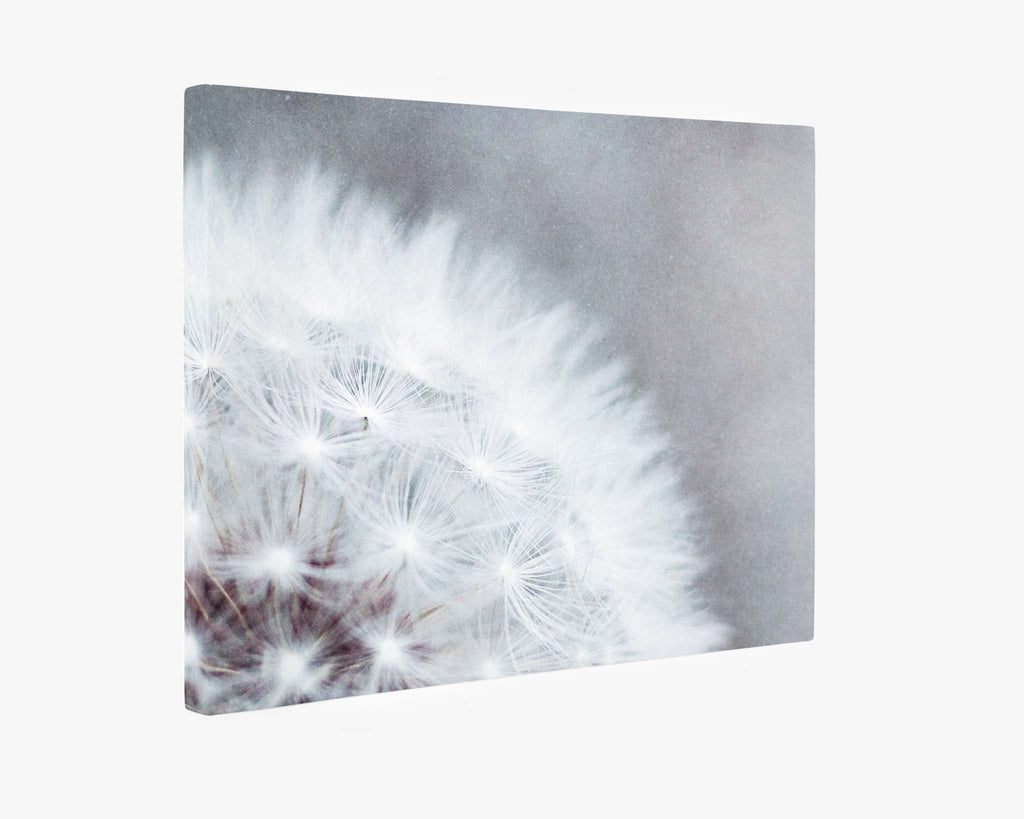 Grey Botanical Canvas Wall Art, 'Dandelion Queen'