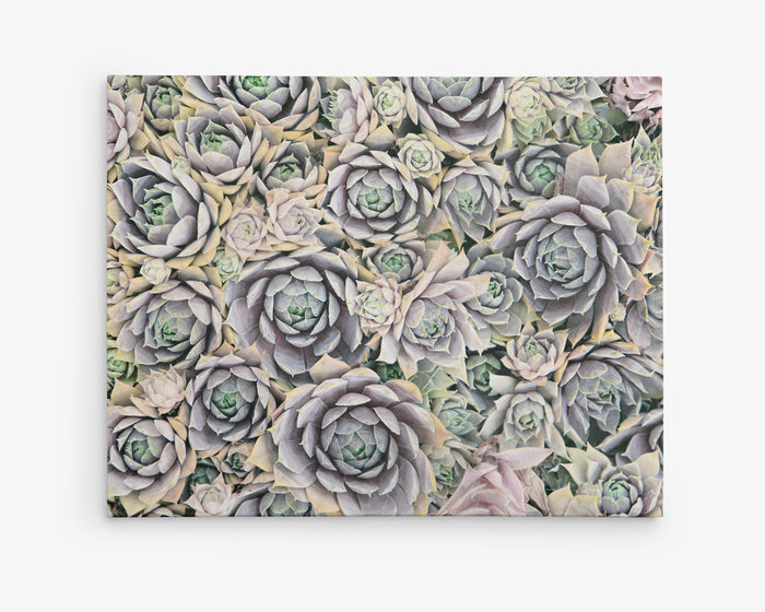 Pastel Sage Green Canvas Wall Art 'Succulents Forever'