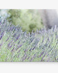 Botanical print canvas of lavender flowers