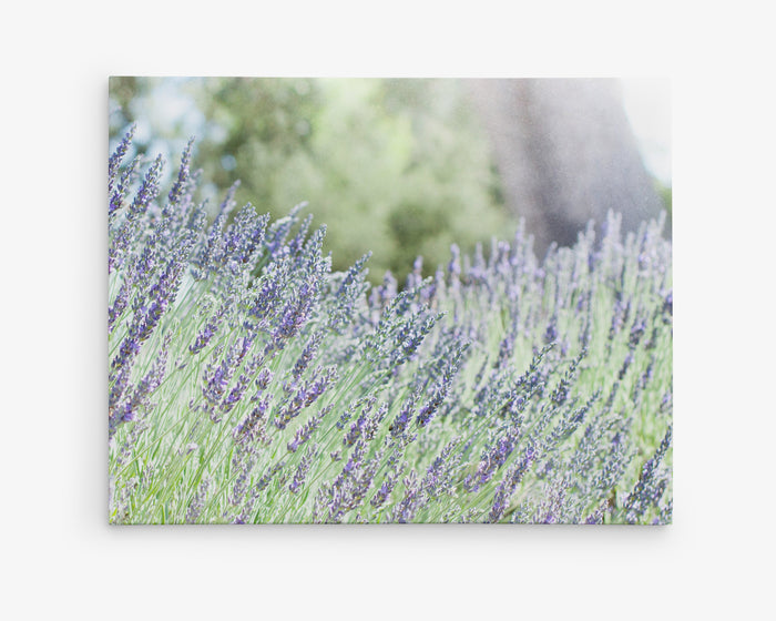 Rustic Canvas Wall Art, 'Fields of Lavender'