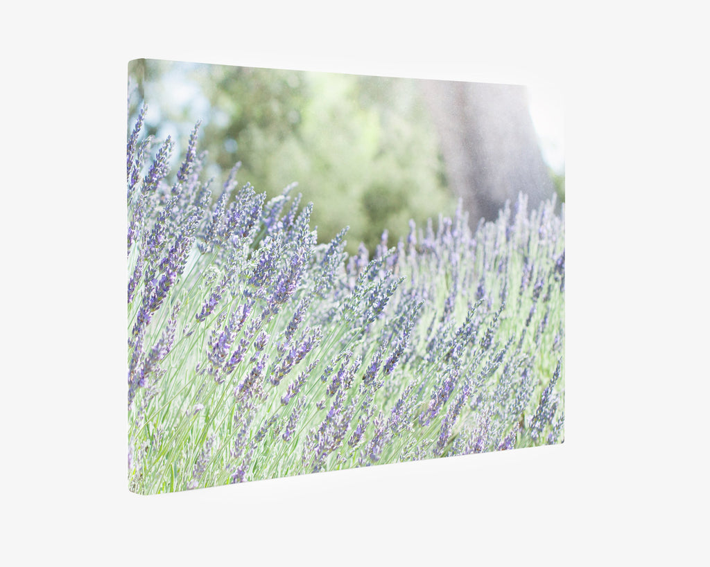 Rustic Canvas Wall Art, 'Fields of Lavender'